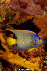 A beautiful Queen Angelfish in the waters of Cozumel,Mexico by David Gilchrist 
